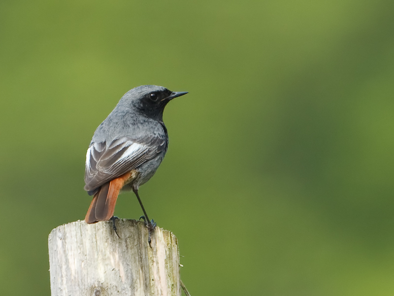 Phoenicurus ochruros Black Redstart Zwarte Roodstaart